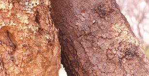 Image result for Boscia filipes