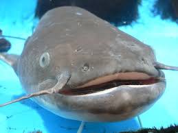 Resultado de imagem para namazu