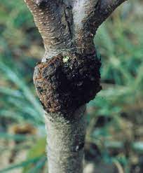 Crown Gall | Scouting Guide for Problems of Peach