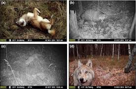 Chernobyl, il video degli animali che ci vivono. La Fauna Abbonda 30 Anni Dopo Chernobyl Zanichelli Aula Di Scienze