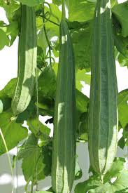 Image result for Luffa