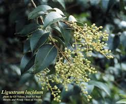 Image result for Ligustrum lucidum