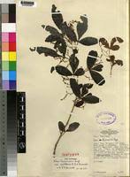 Image result for Searsia tenuinervis