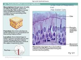 Pseudostratified Ciliated Columnar Epithelia Study Tips Study Habits Study