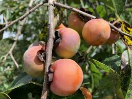 Low maintenance & durable · get 1st year blooms Deer Candy Persimmon Early Drop Chestnut Hill Outdoors