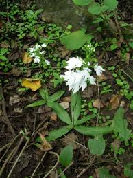 Image result for Habenaria