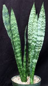 Image result for Sansevieria trifasciata
