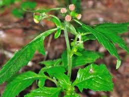 Image result for Crassocephalum crepidioides