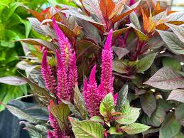 Image result for Celosia nervosa