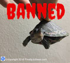 You Can T Keep These Turtles In India As Pets