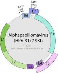 Papillomavirus Global Water Pathogen Project