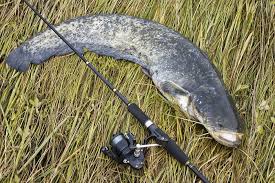 Who is going to make a better slime if cats pick in this video i'll be mixing slime ladybug vs. The 6 Best Catfish Rods Reviewed Tested 2020 Hands On Guide Outdoor Empire