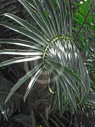 Image result for Encephalartos gratus