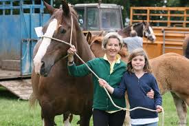 Trois races différentes de chevaux étaient représentées, comtoises, ardennaises et bretonnes. 23 Participants Au Concours De Pouliches De Trait Breton L Eclaireur De Chateaubriant