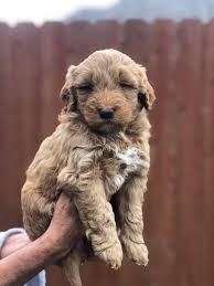 Goldendoodles are hypoallergenic designer dogs bred by crossing golden retrievers and poodles. These Medium F1b Goldendoodle Puppies Doodles Across Texas Facebook