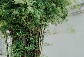 Clumping bamboos can be used in a small garden without containment or root pruning. Plant Spotlight 3 Bamboos You Choose