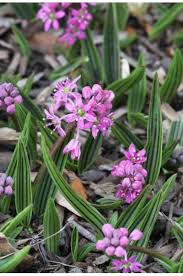 Image result for Ledebouria cooperi