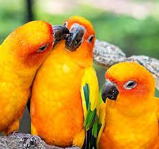 Pin on moving forward they are 35 inches. Bird Supply List Products Accessories Petsmart