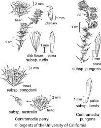 Image result for Centropodia