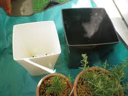 ローズマリー不調 葉が丸まって来ました とりあえず植替え Hybrid Force