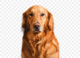 Maybe you would like to learn more about one of these? Golden Retriever Dale Mabry Animal Hospital Puppy Irish Setter Cat Png 600x600px Golden Retriever Breed Carnivoran