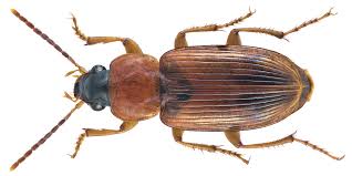 Image result for Stenostelma corniculatum