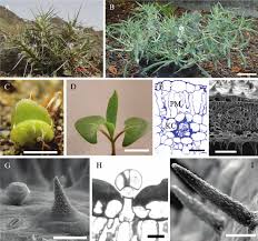 Image result for Blepharis gazensis