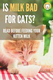 Is Milk Bad For Cats Read Before Feeding Your Kitten Milk Kitty Cats Blog Cat Reading Cats Cat Health Care