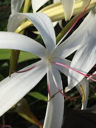 Image result for Crinum crassicaule