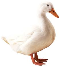 When his time isn't spent with pocoyo and/or elly, he can usually be found watering his garden or other plants or flowerbeds. Diccionario Del Pato Martiko