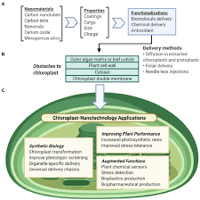 Maybe you would like to learn more about one of these? Frontiers Nanotechnology Approaches For Chloroplast Biotechnology Advancements Plant Science