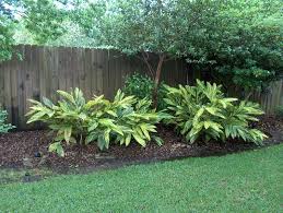 Aplinia Variegata Variagated Shell Ginger Florida Landscaping Landscaping Plants Plants