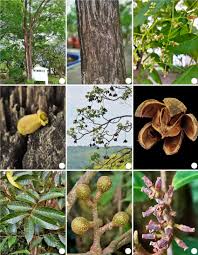 Image result for Cedrela