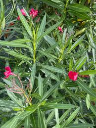 Image result for Sphaeropsis tumefaciens oleander symptoms