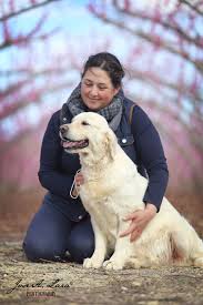 Maybe you would like to learn more about one of these? Golden Retriever De Zelkova Valencia Cachorros Golden Retriever