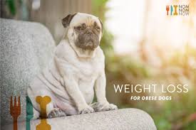 a weight loss guide for your obese dog nomnomnow