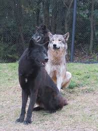 Lining Wolf By Sheltiewolf Wolf Spirit Animal Pet Fox Wolf Dog