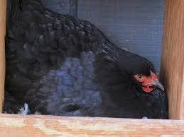 What do turkeys eat and other fun facts. Dealing With A Broody Chicken Hgtv