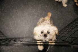 While some degree of whining and crying is to be expected during the early training stages, ignoring the behavior is the best course of action. Dog Gone Problems My Puppy Whines When She S In Her Play Area But Not Her Crate Momaha Omaha Com