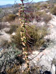 Image result for Disa stairsii
