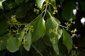 Image result for Hippocratea