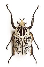 Videozeus, un grand danois de 1,12 mètre (au garrot, deux mètres sur ses pattes arrière) est le plus grand chien du monde au guinness des records, détrônant au passage giant george, l'ancien tenant du titre. 10 Des Plus Gros Insectes Dans Le Monde Vivre Demain