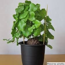 Image result for Dioscorea sylvatica