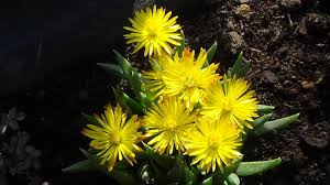 Image result for Hereroa glenensis