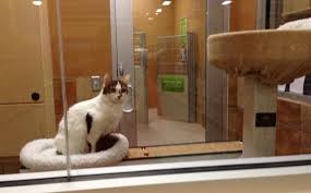 Adopting a shelter pet can be one of the most rewarding things you will fill out adoption application. Cat Friday Spokane Humane Society S New Adoption Center At Petsmart Bloglander