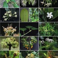 Image result for Pavetta sp. F