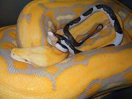 Yellow Spotted Snake And Tiny Black And White Snake Reptiles And Amphibians Amphibians Snake