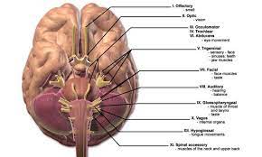 The 12 Cranial Nerves And Their Functions Medical Library Cranial Nerves Swallowing Disorder Nerve