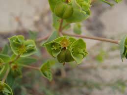 Image result for Euphorbia serratifolia
