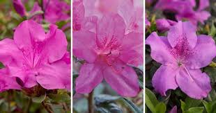 Celebrate Easter With Encore Azaleas Spring Blooming Trees Azaleas Fall Flowers
